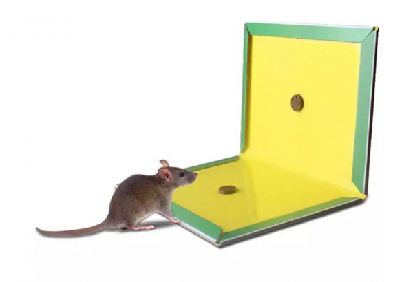 Как бороться с мышами на даче: 6 самых эффективных способов